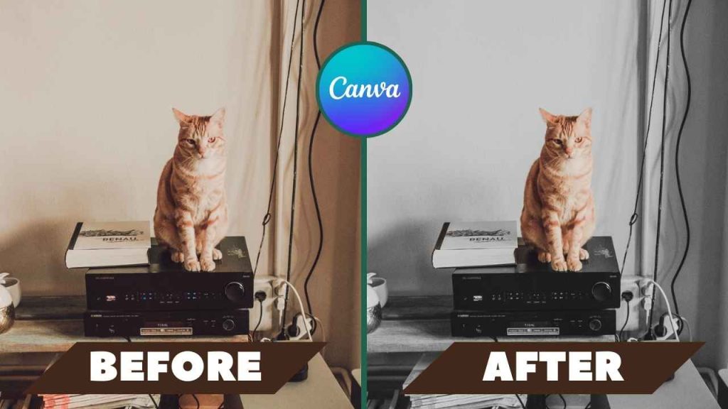 change background color into black and white in canva