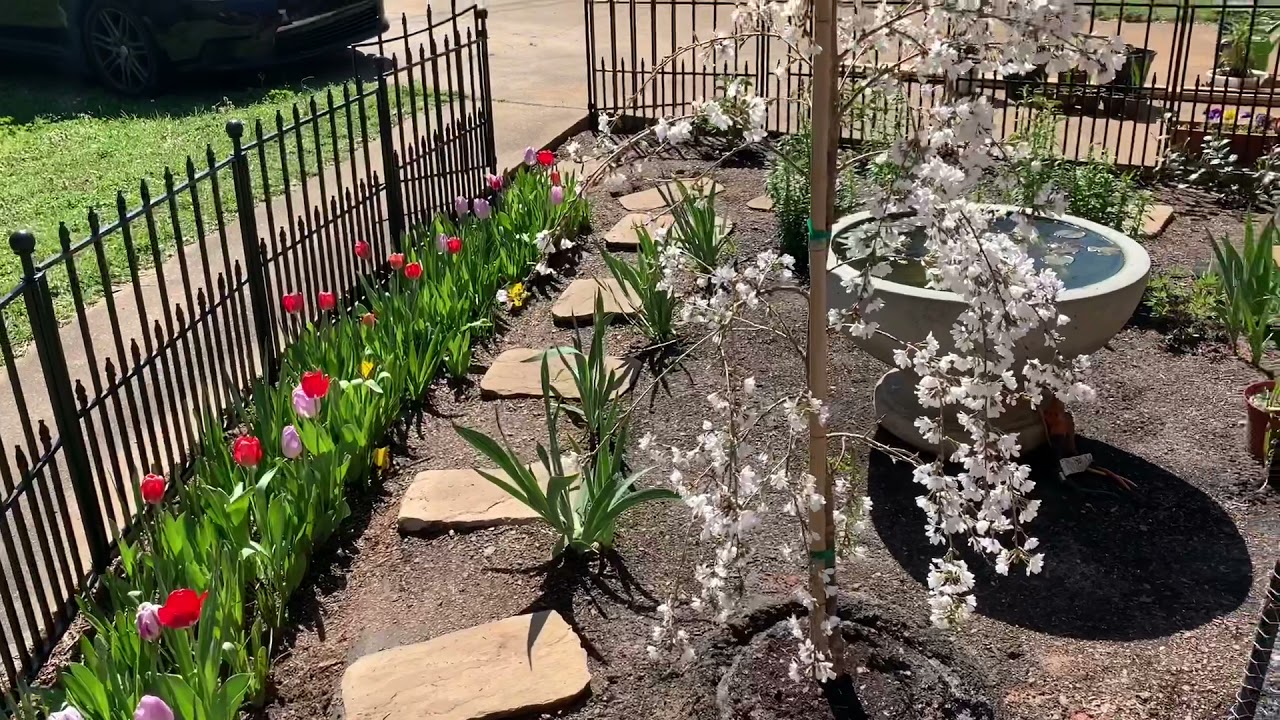 weeping cherry tree